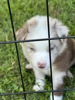 Red Merle Boy, a male Miniature Australian Shepherd for sale in Greenville, GA – 3 of 9