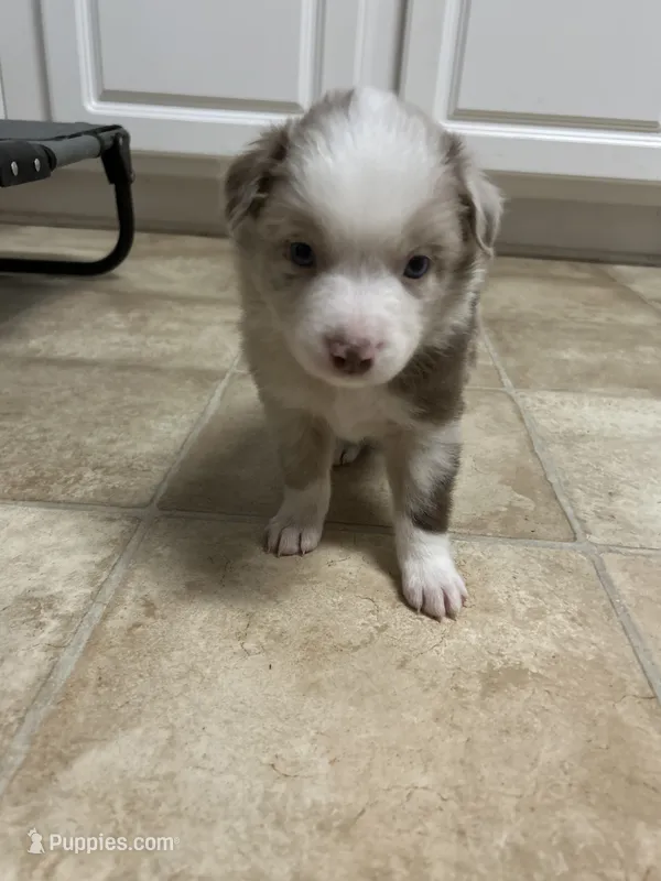 Red Merle Boy – Miniature Australian Shepherd puppy for sale in Greenville, GA