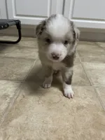 Red Merle Boy, a male Miniature Australian Shepherd for sale in Greenville, GA – 1 of 9