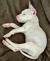 Shawn , a male American Pit Bull Terrier for sale in Gaithersburg, MD – Photo 5 of 6