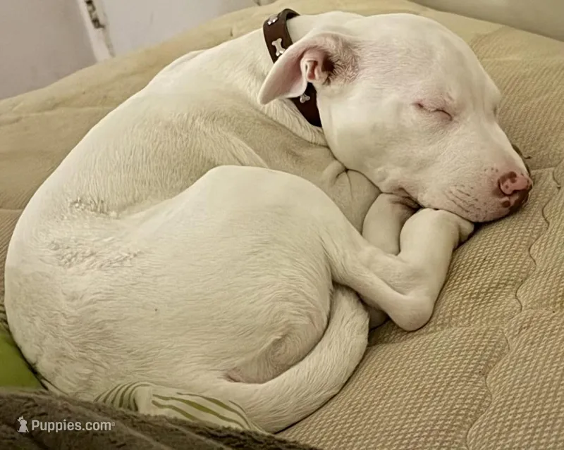 Shawn  – American Pit Bull Terrier puppy for sale in Gaithersburg, MD