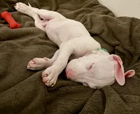 Shawn , a male American Pit Bull Terrier for sale in Gaithersburg, MD – Photo 4 of 6