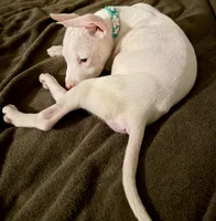 Shawn , a male American Pit Bull Terrier for sale in Gaithersburg, MD – Photo 6 of 6