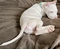 Shawn , a male American Pit Bull Terrier for sale in Gaithersburg, MD – Photo 2 of 6