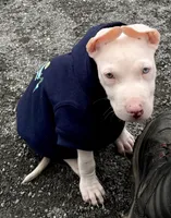 Shawn , a male American Pit Bull Terrier for sale in Gaithersburg, MD – Photo 3 of 6