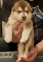 processed/3a110eca-481e-4e38-bae9-31ad81fbd16a/facility/57bae8a4-dcbd-42e5-aea9-41b1cb11605d