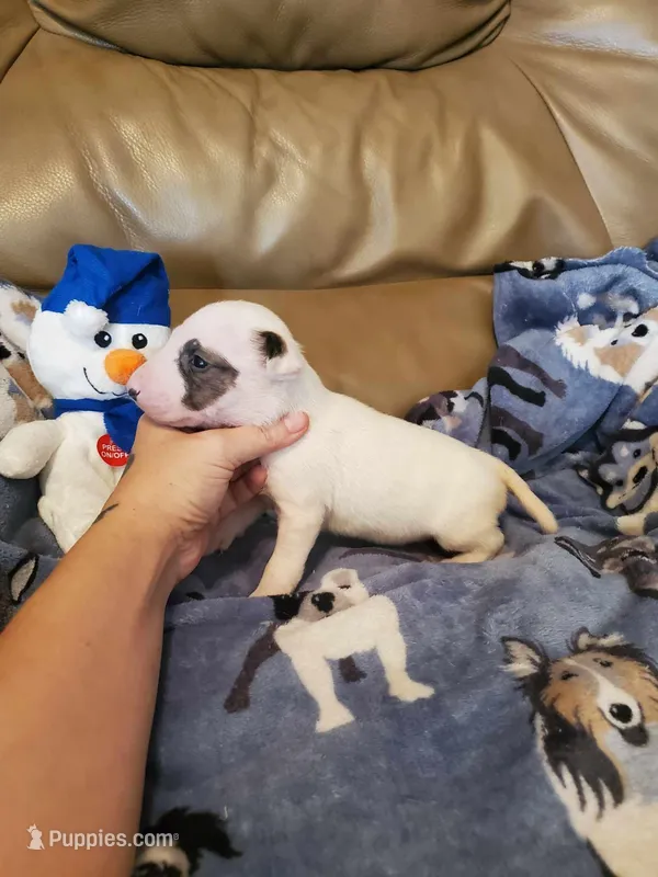 Girl 3, a female Bull Terrier for sale in North Lewisburg, OH – Photo 1 of 4