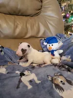 Girl 3, a female Bull Terrier for sale in North Lewisburg, OH – Photo 2 of 4