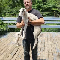 BB 2, a male Borzoi for sale in North Lewisburg, OH – Photo 1 of 10