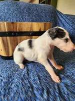 BB 2, a male Borzoi for sale in North Lewisburg, OH – Photo 6 of 10