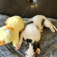 BB 2, a male Borzoi for sale in North Lewisburg, OH – Photo 4 of 10