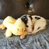 BB 2, a male Borzoi for sale in North Lewisburg, OH – Photo 5 of 10