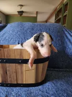 BB 2, a male Borzoi for sale in North Lewisburg, OH – Photo 8 of 10