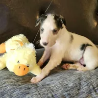 BB 2, a male Borzoi for sale in North Lewisburg, OH – Photo 3 of 10