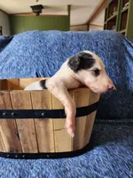 BB 2, a male Borzoi for sale in North Lewisburg, OH – Photo 7 of 10