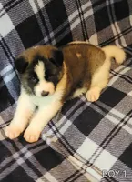 Maxx, a female Akita for sale in North Lewisburg, OH – 3 of 7