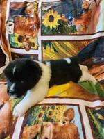 Dolly, a female Akita for sale in North Lewisburg, OH – 3 of 4