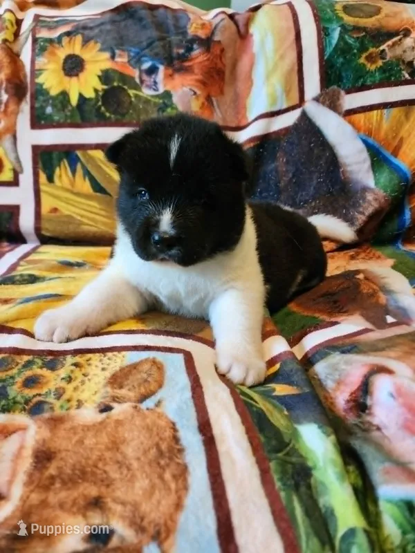 Dolly – Akita puppy for sale in North Lewisburg, OH