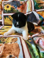 Dolly, a female Akita for sale in North Lewisburg, OH – 1 of 4