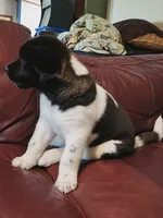 Starlight, a female Akita for sale in North Lewisburg, OH – 2 of 10