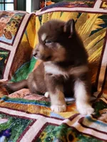 Katja, a female Alaskan Malamute for sale in North Lewisburg, OH – 2 of 2