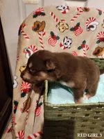 Katja, a female Alaskan Malamute for sale in North Lewisburg, OH – Photo 2 of 2