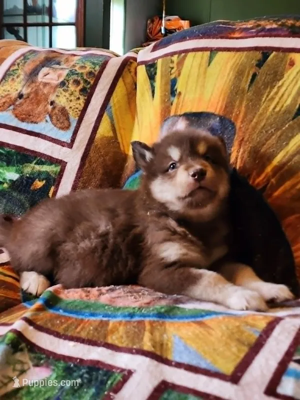 Katja – Alaskan Malamute puppy for sale in North Lewisburg, OH