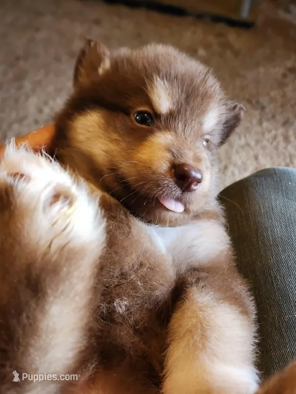 Katja – Alaskan Malamute puppy for sale in North Lewisburg, OH