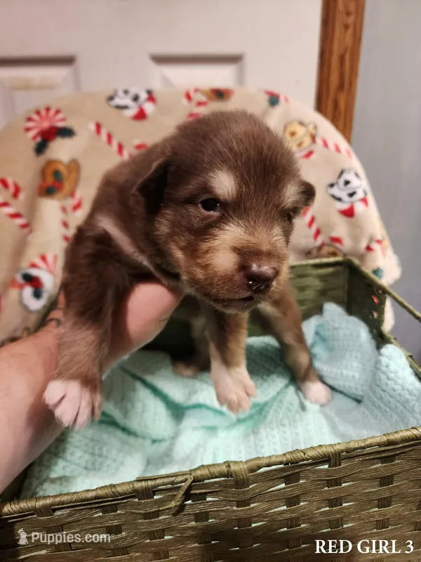 Katja – Alaskan Malamute puppy for sale in North Lewisburg, OH