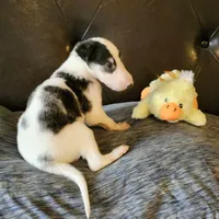 BB 4, a male Borzoi for sale in North Lewisburg, OH – Photo 5 of 10