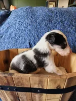 BB 4, a male Borzoi for sale in North Lewisburg, OH – Photo 9 of 10