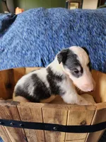 BB 4, a male Borzoi for sale in North Lewisburg, OH – Photo 10 of 10