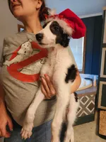 BB 4, a male Borzoi for sale in North Lewisburg, OH – Photo 2 of 10