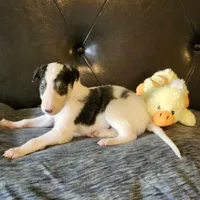 BB 4, a male Borzoi for sale in North Lewisburg, OH – Photo 3 of 10
