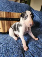 BB 4, a male Borzoi for sale in North Lewisburg, OH – Photo 7 of 10