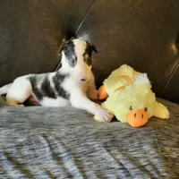 BB 4, a male Borzoi for sale in North Lewisburg, OH – Photo 4 of 10