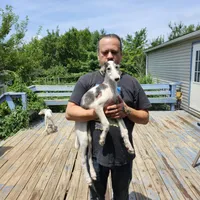 BB 4, a male Borzoi for sale in North Lewisburg, OH – Photo 1 of 10