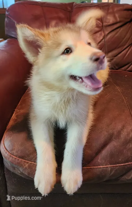 Emilia – Alaskan Malamute puppy for sale in North Lewisburg, OH