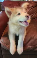 Emilia, a female Alaskan Malamute for sale in North Lewisburg, OH – 2 of 6
