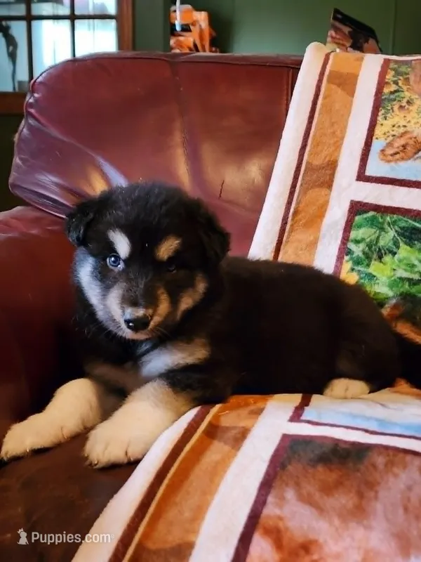Kristen – Alaskan Malamute puppy for sale in North Lewisburg, OH