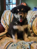 Kristen, a female Alaskan Malamute for sale in North Lewisburg, OH – 4 of 6