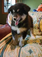 Kristen, a female Alaskan Malamute for sale in North Lewisburg, OH – 5 of 6