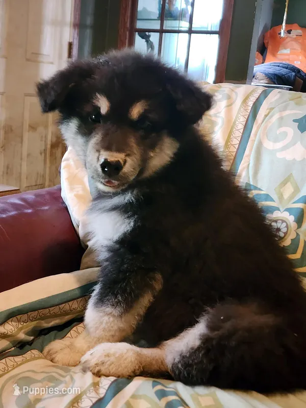 Kristen – Alaskan Malamute puppy for sale in North Lewisburg, OH