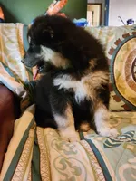 Kristen, a female Alaskan Malamute for sale in North Lewisburg, OH – 3 of 6