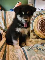 Kristen, a female Alaskan Malamute for sale in North Lewisburg, OH – 2 of 6