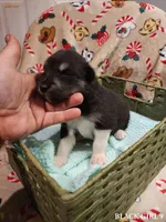 Kristen, a female Alaskan Malamute for sale in North Lewisburg, OH – Photo 2 of 2