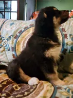 Kristen, a female Alaskan Malamute for sale in North Lewisburg, OH – 6 of 6