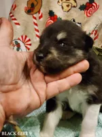 Kristen, a female Alaskan Malamute for sale in North Lewisburg, OH – Photo 1 of 2