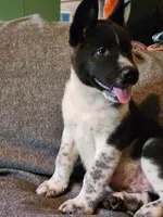 Male A1, a male Akita for sale in North Lewisburg, OH – Photo 3 of 10