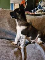 Male A1, a male Akita for sale in North Lewisburg, OH – Photo 1 of 10